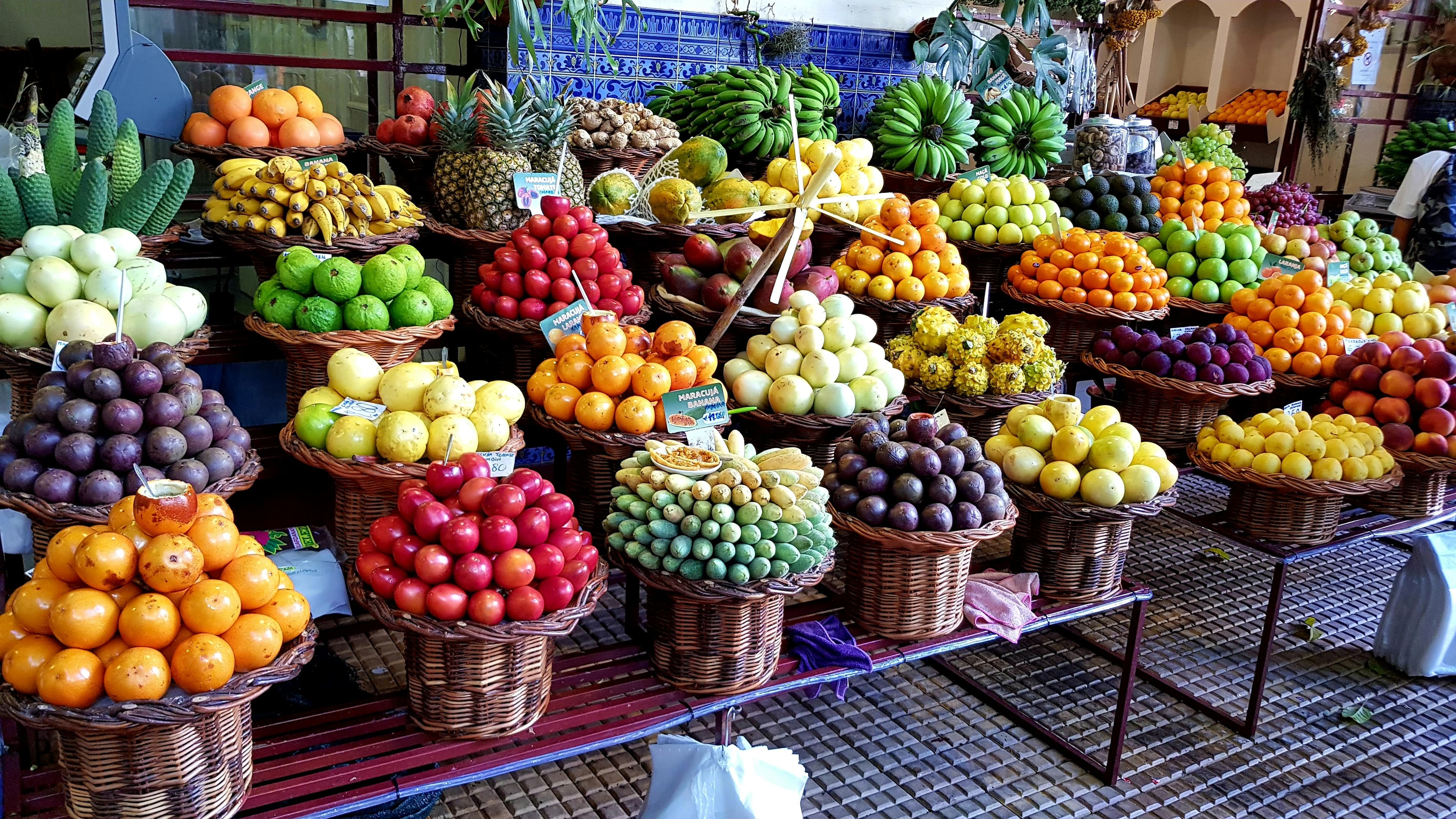 The Kingdom of Plants: It’s Time to Honor What Truly Sustains Us