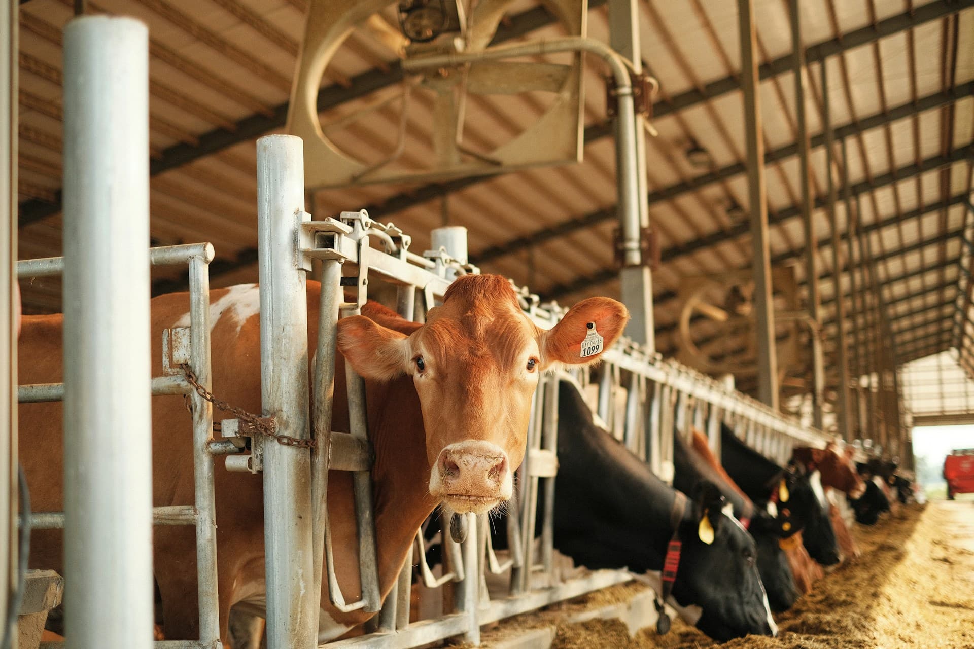 Big Dairy, Big Bully — A Petty Fight Over Semantics