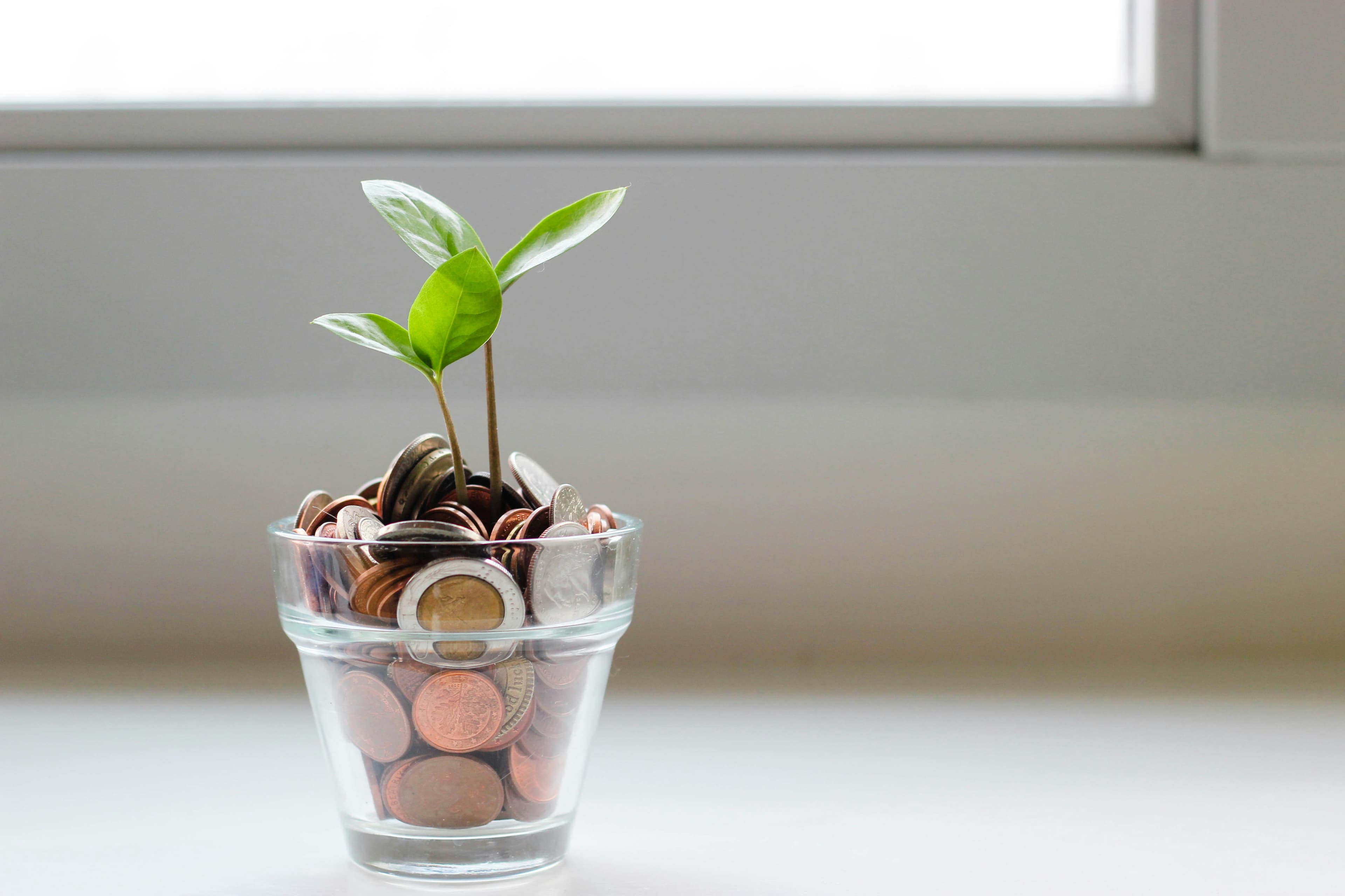 The Price of Health and Kindness: Why Plant-Based Food Is More Expensive Despite Its Lower Environmental Cost